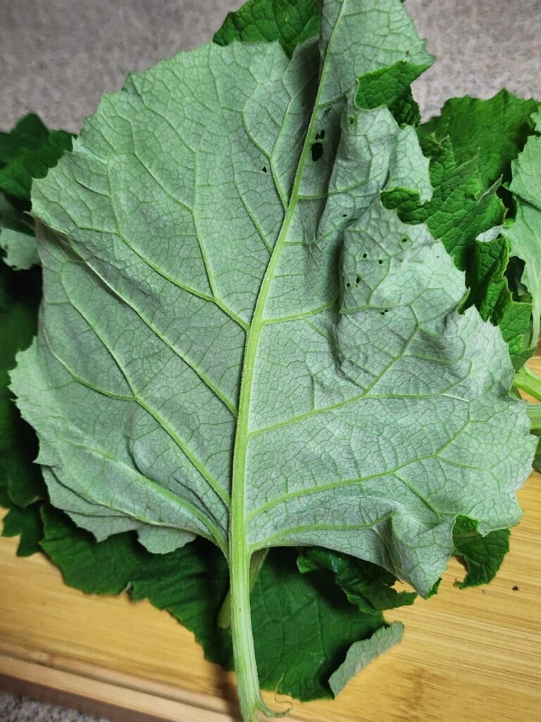 솜털이 있는 우엉잎 뒷면