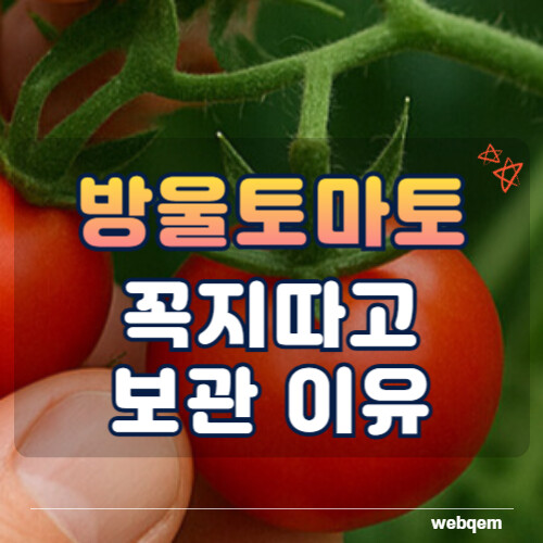방울토마토 꼭지따고 보관 이유 대표 이미지